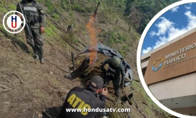 Erradican 10 manzanas con cultivos de marihuana en Olancho