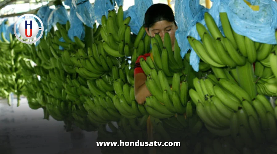 Sector bananero de Honduras pide ayuda al Gobierno por crisis
