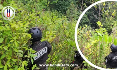 Las FFAA aseguró190 mil arbustos de hoja de coca en Atlántida