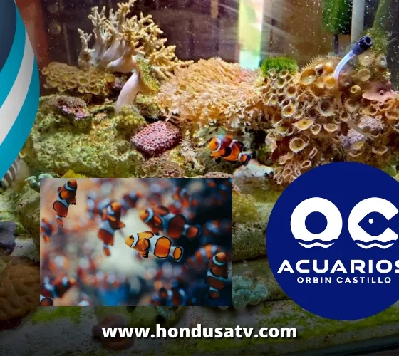 Honduras hace historia: primera reproducción en cautiverio de peces payaso “domino”