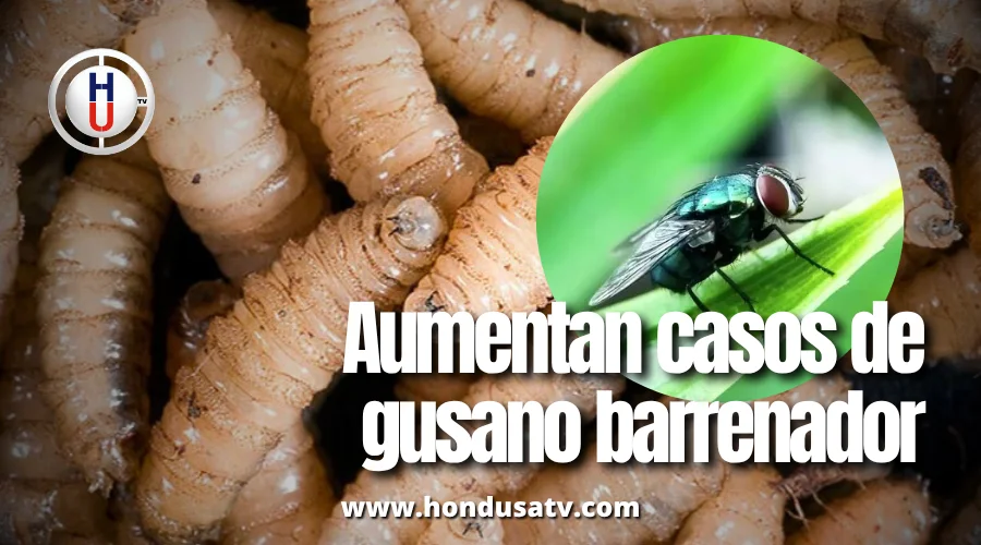 Honduras enfrenta brote creciente de gusano barrenador: más de 3,000 casos en animales y cerca de 200 en humanos