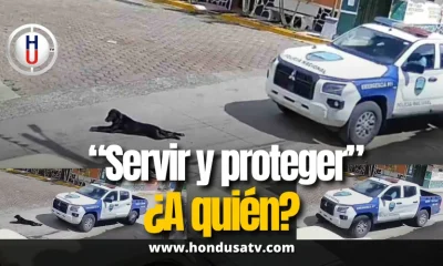 Policía atropella perro en San Buenaventura y genera indignación ciudadana