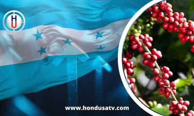 Honduras impulsa su economía con un aumento del 78% en exportaciones de café durante la nueva cosecha