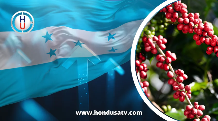 Honduras impulsa su economía con un aumento del 78% en exportaciones de café durante la nueva cosecha
